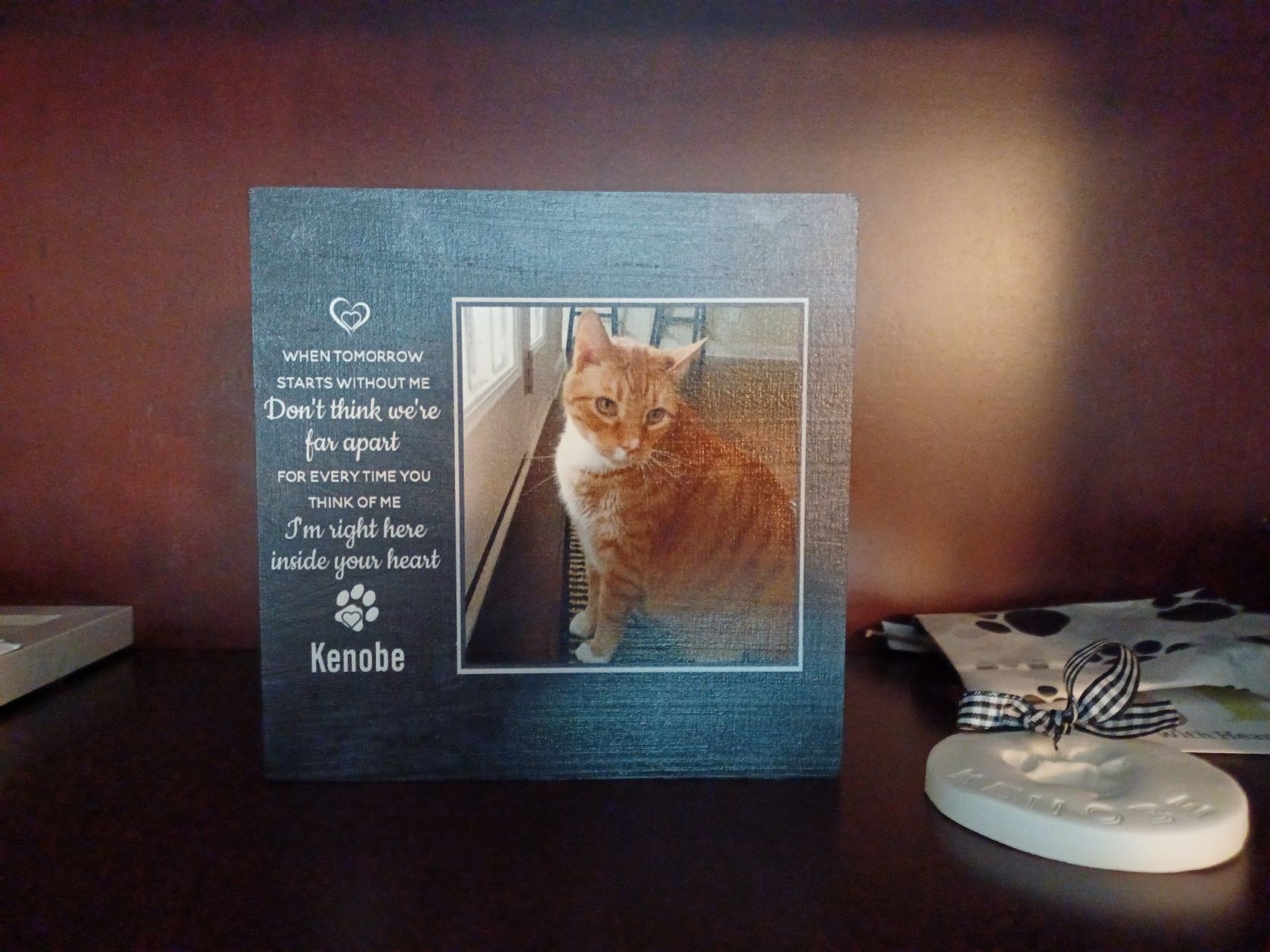 Kenobe’s Surgery At Brunswick Animal Hospital In Supply, NC Kenobe Cat